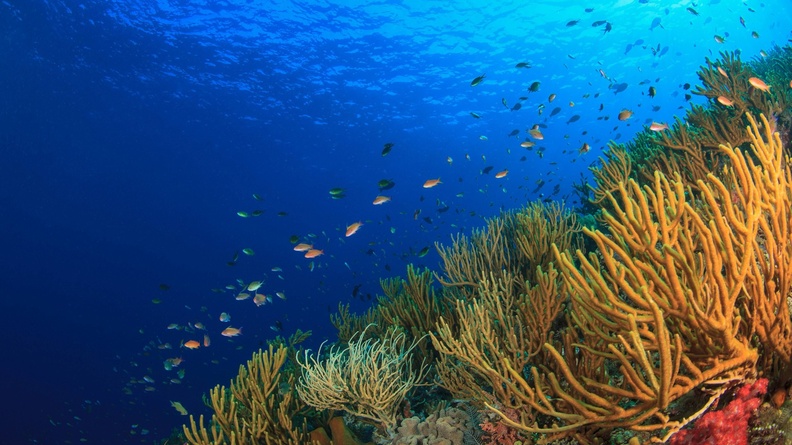 Ocean +  fish along sea anenome